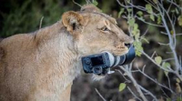 Sư tử mẹ 'trộm' bộ máy ảnh 2500 USD của nhiếp ảnh gia hoang dã