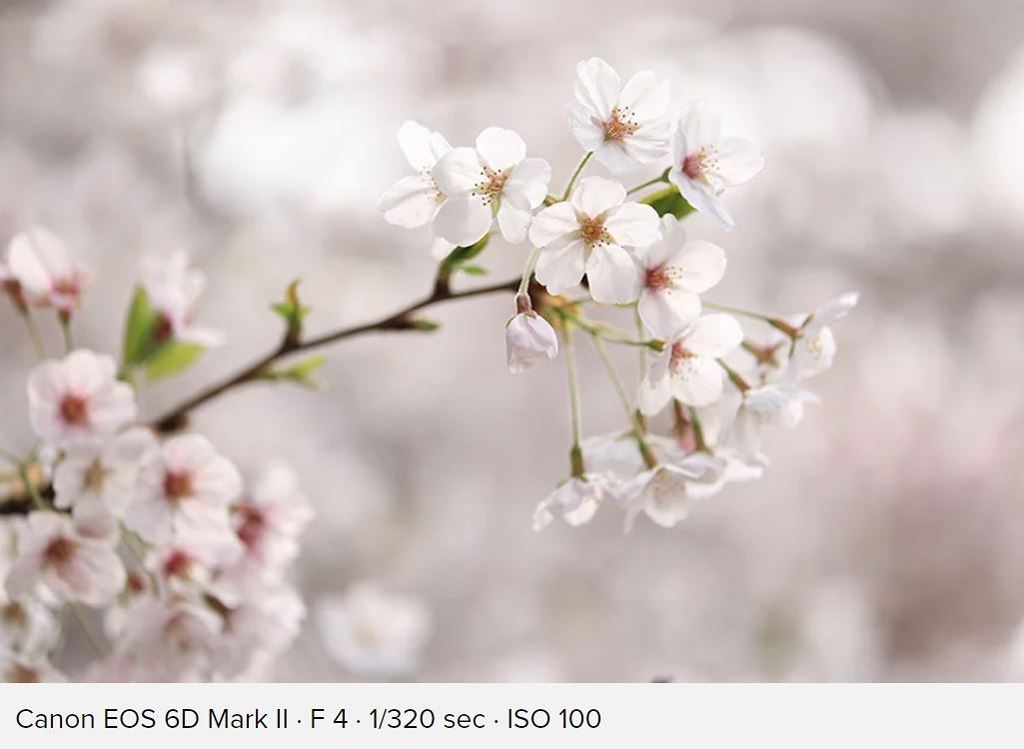 Canon ra mắt bộ đôi ống kính 70-200mm f/2.8L IS mark III và f/4L IS mark II ảnh 10
