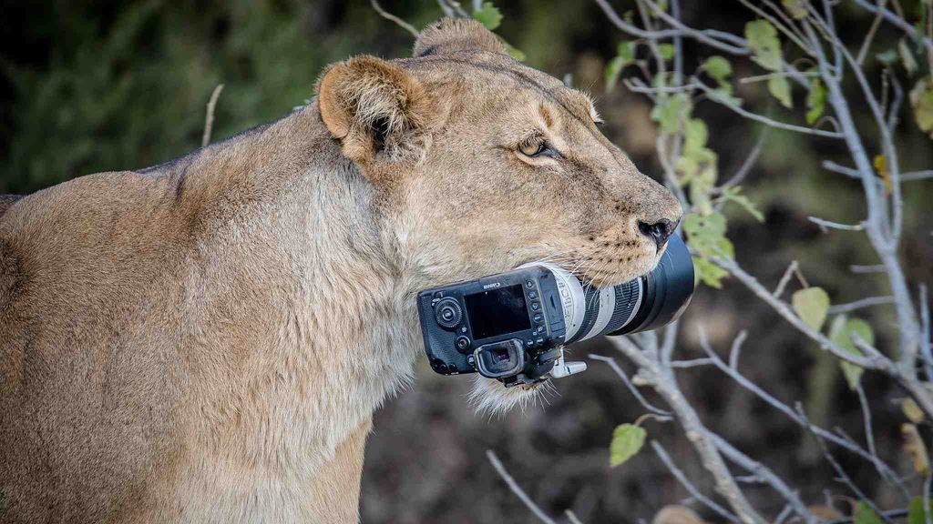 Sư tử mẹ 'trộm' bộ máy ảnh 2500 USD của nhiếp ảnh gia hoang dã ảnh 1